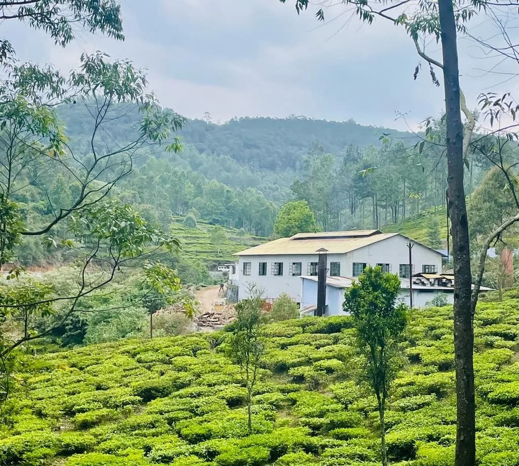 Eastea tea estate and factory