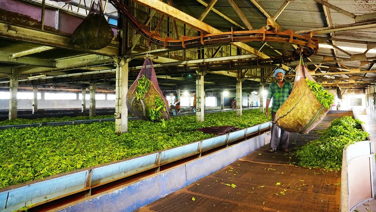 Fresh tea leaves on withering troughs
